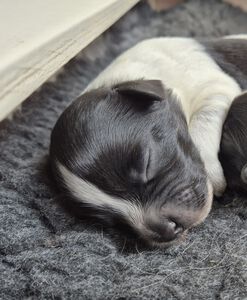 Schapendoes N-nest van de Roeskebeer